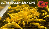 Ultra Golden Back Line Neocaridina Shrimp - Grade SSS++